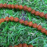 Japamala Rudraksha Indiana 5mm - Imagem 2